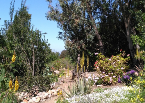 A lush garden path surrounded by vibrant flowers and tall trees under a clear blue sky.