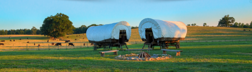 Two covered wagons near a campfire in a grassy field with cows grazing in the background under a clear blue sky.