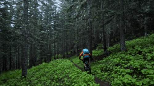 A cyclist rides along a narrow trail through a lush, green forest with tall trees and dense undergrowth.