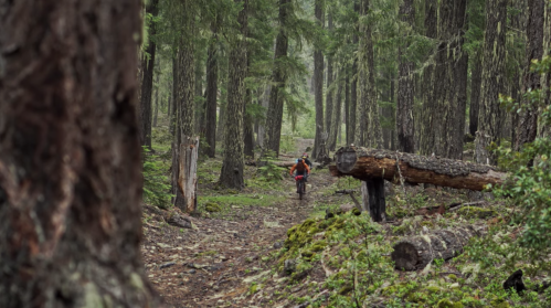 A person rides a motorcycle along a narrow trail in a lush, green forest with tall trees and fallen logs.