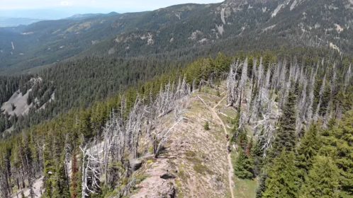 Aerial view of a mountain trail surrounded by green trees and dead, white trees, with distant mountains in the background.