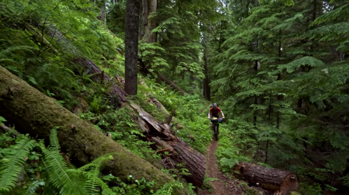A mountain biker rides along a narrow trail in a lush, green forest with tall trees and fallen logs.