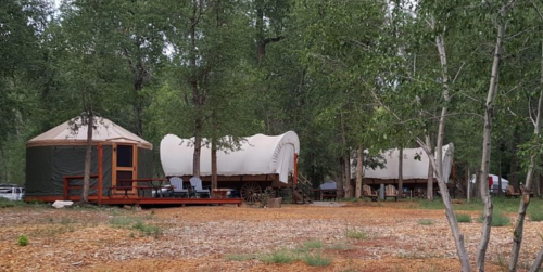 Two covered wagons and a yurt nestled among trees in a rustic outdoor setting.