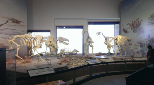 A display of dinosaur skeletons in a museum, set against a painted prehistoric landscape.