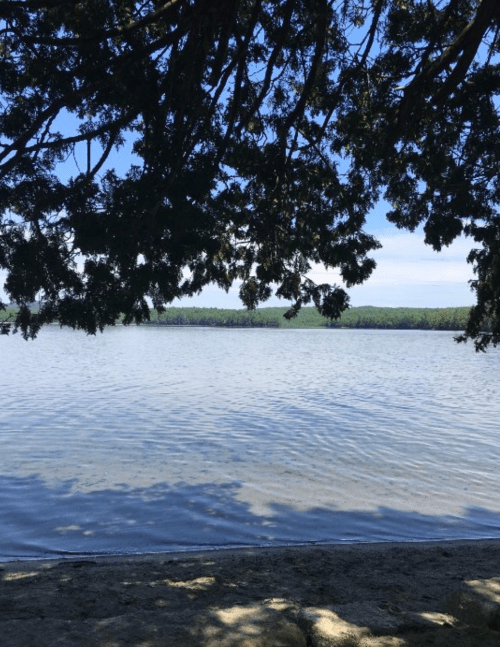 A serene lake view framed by tree branches, with calm water and distant green hills under a clear blue sky.