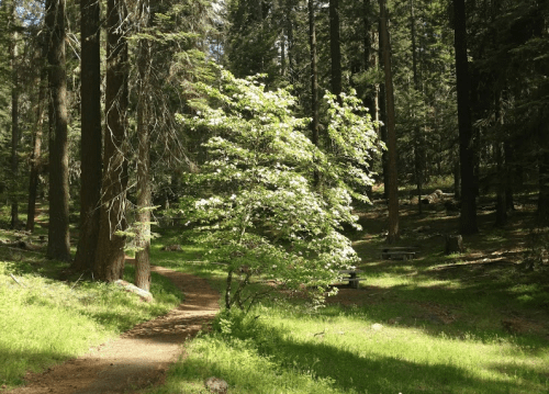 A sunlit forest path surrounded by tall trees and a flowering bush, with a picnic area in the background.