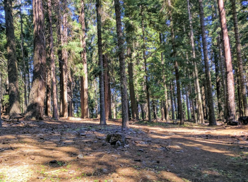 A serene forest scene with tall trees and dappled sunlight filtering through the leaves onto the forest floor.