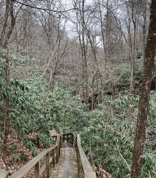 A wooden staircase leads down through a lush, green forest with bare trees and dense foliage.