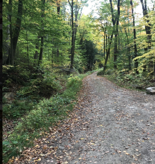A winding dirt path through a lush green forest with autumn leaves scattered on the ground.