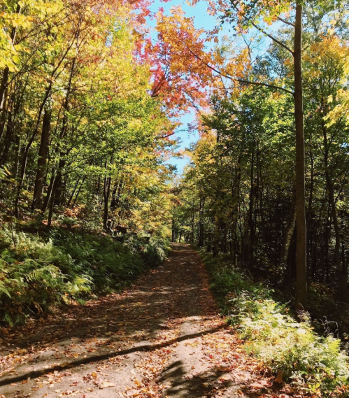 A serene forest path lined with vibrant autumn foliage and dappled sunlight filtering through the trees.