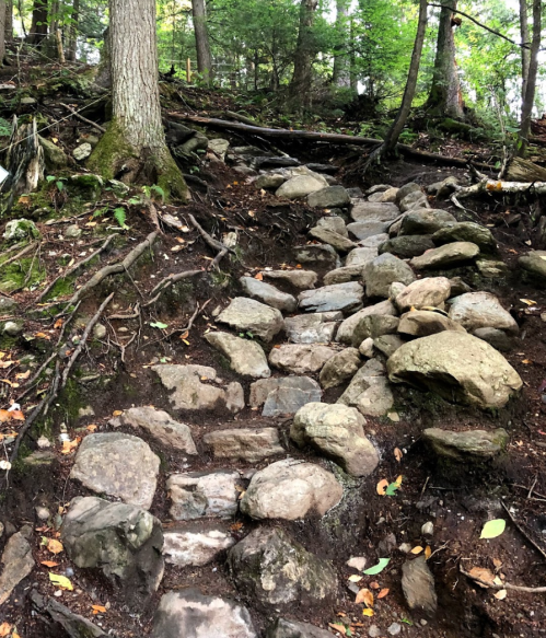 Rocky trail winding through a forest, surrounded by trees and roots, leading upward.