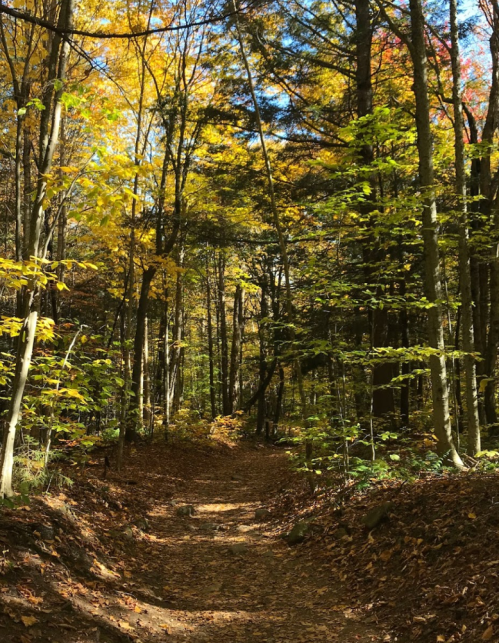 A serene forest path surrounded by trees with vibrant autumn leaves in shades of yellow and green.