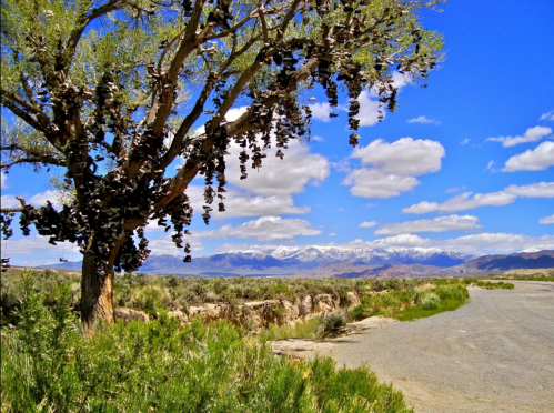 A tree adorned with shoes stands against a backdrop of mountains and a blue sky with fluffy clouds.