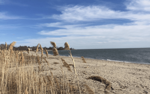A sandy beach with tall grasses in the foreground, under a blue sky with wispy clouds and gentle waves in the background.