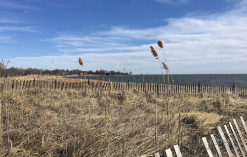 A coastal scene with tall grasses, a wooden fence, and a blue sky over a calm lake.