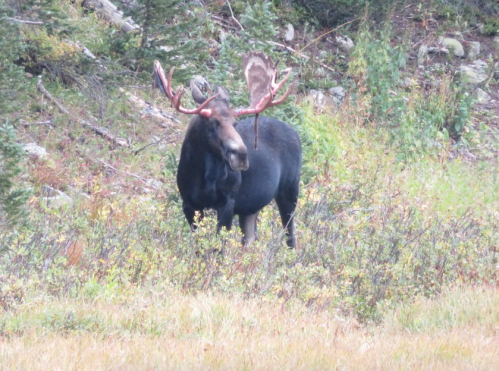 A moose with large antlers stands in a grassy area surrounded by trees and shrubs.