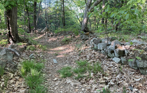 A winding dirt path through a wooded area, surrounded by rocks and scattered leaves. Sunlight filters through the trees.