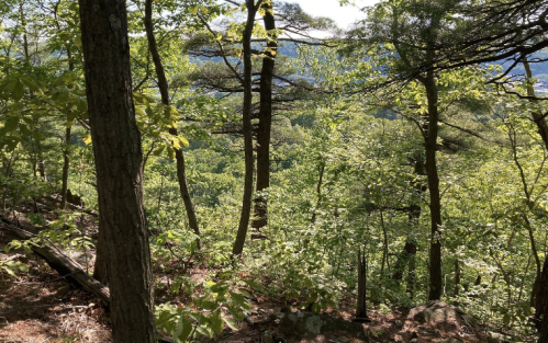 Lush green forest with tall trees and a view of rolling hills in the background under a clear blue sky.