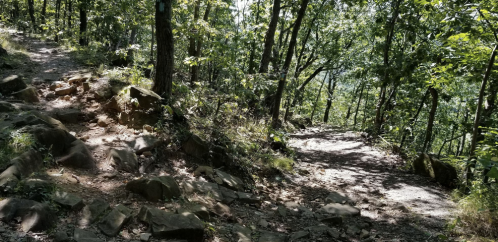 A forest trail splits into two paths, surrounded by lush greenery and rocky terrain under dappled sunlight.