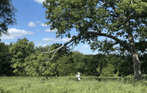 A person stands in a grassy field under a large tree with a sprawling branch, surrounded by greenery and blue skies.