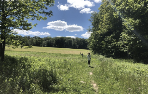 A person walks along a grassy path leading to a sunny field, surrounded by trees and blue skies with clouds.