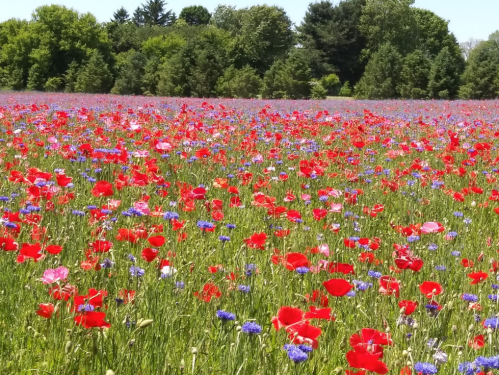 A vibrant field filled with red poppies and blue flowers, surrounded by lush green trees under a clear sky.