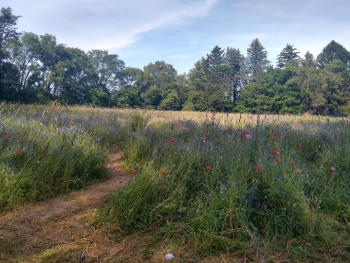 A vibrant wildflower field with colorful blooms and lush greenery under a clear blue sky.