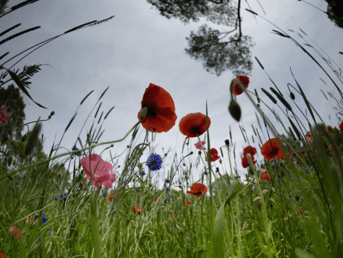 A vibrant field of wildflowers, including red poppies and blue cornflowers, under a cloudy sky.