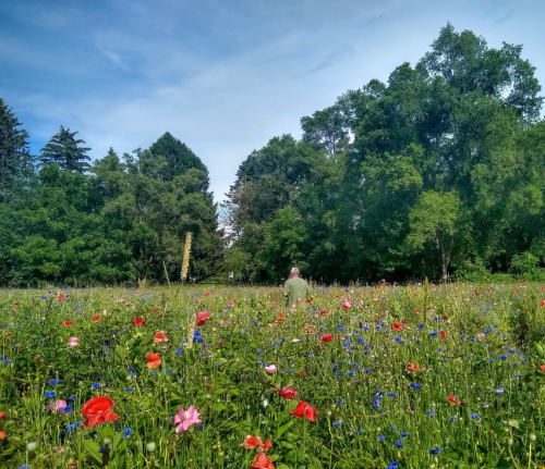 A person stands in a vibrant wildflower field, surrounded by colorful blooms and lush greenery under a clear sky.