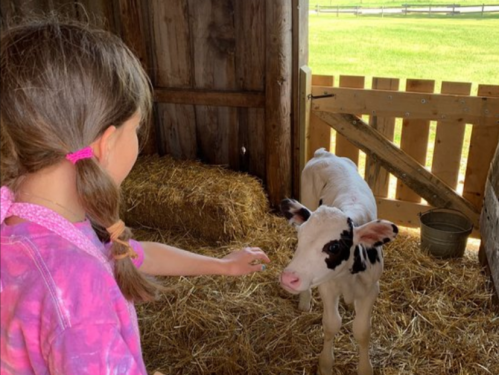 A girl reaches out to pet a calf in a barn filled with straw.