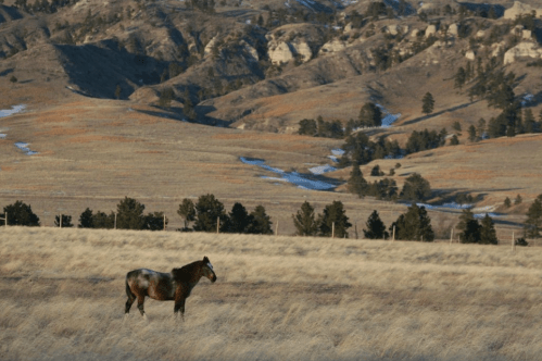 A lone horse stands in a grassy field with rolling hills and sparse trees in the background.