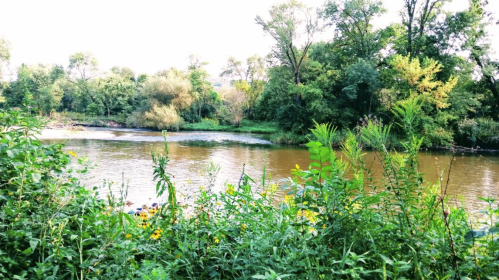 A serene river scene surrounded by lush greenery and trees, with wildflowers in the foreground.