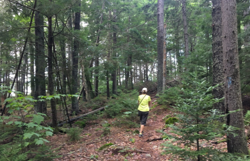 A person in a bright yellow shirt walks along a wooded trail surrounded by tall trees and greenery.