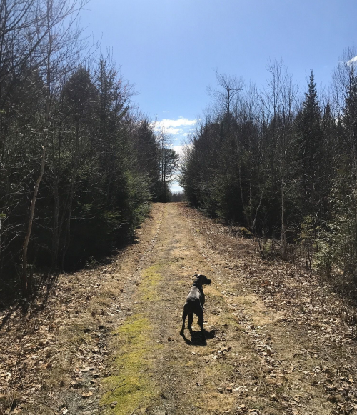 A black dog stands on a dirt path surrounded by trees under a clear blue sky.