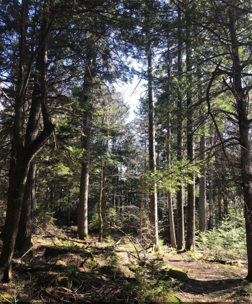 A serene forest scene with tall trees, dappled sunlight, and a carpet of moss on the ground.