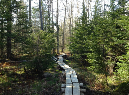 A wooden path winds through a lush forest with tall trees and greenery, inviting exploration in a serene setting.