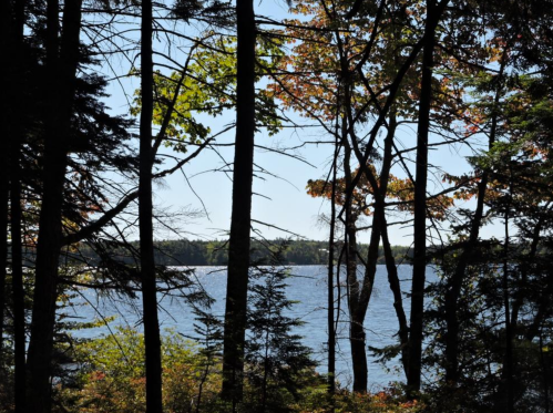 A serene view of a lake framed by tall trees and colorful autumn foliage under a clear blue sky.