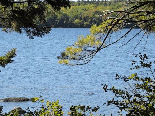 A serene lake surrounded by trees and greenery, with calm water reflecting the blue sky.