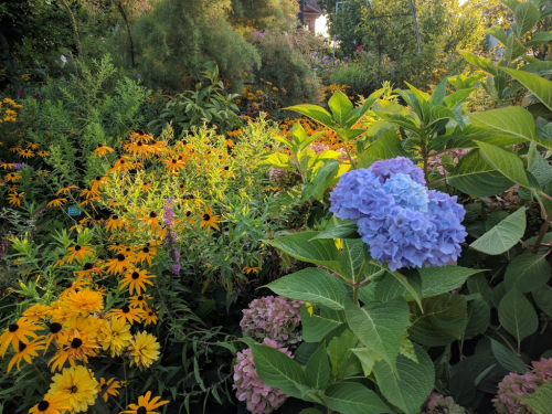 A vibrant garden filled with colorful flowers, including orange daisies and blue hydrangeas, surrounded by lush greenery.