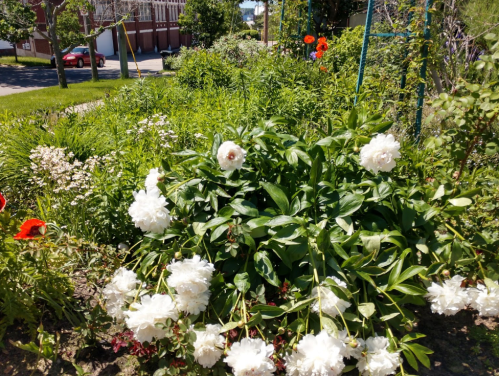 A vibrant garden featuring lush green foliage and blooming white peonies, with red poppies in the background.
