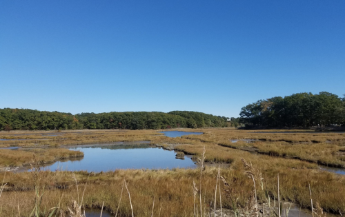 A serene marsh landscape with tall grasses, calm water, and a clear blue sky, surrounded by trees in the background.