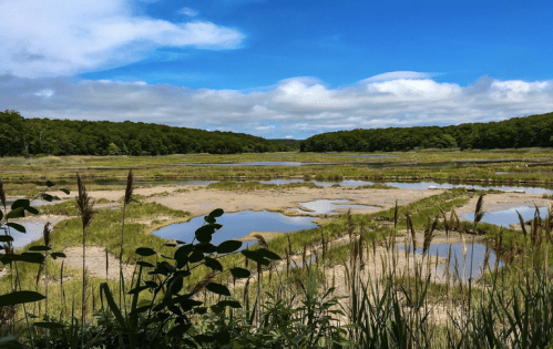 A serene wetland landscape with shallow pools, lush greenery, and a bright blue sky with scattered clouds.
