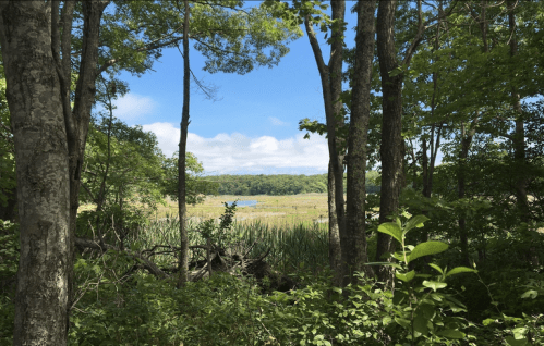 A serene view of a wetland framed by trees, with blue skies and distant greenery in the background.