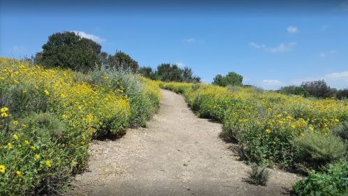 A dirt path winds through a field of yellow wildflowers under a blue sky with scattered clouds.