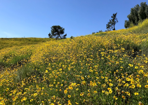 A vibrant field of yellow flowers under a clear blue sky, with a few trees in the background.