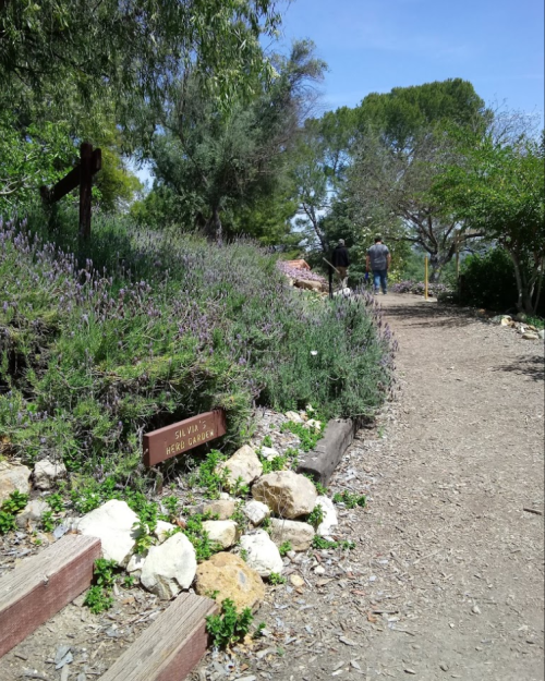 A path through a garden with lavender, leading to two people walking in the distance under a clear blue sky.