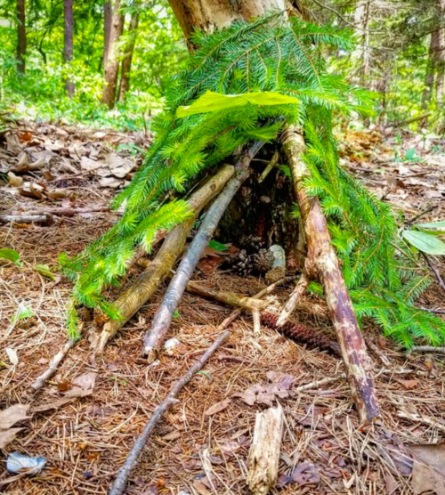 A small structure made of sticks and pine branches, nestled among fallen leaves in a forest setting.