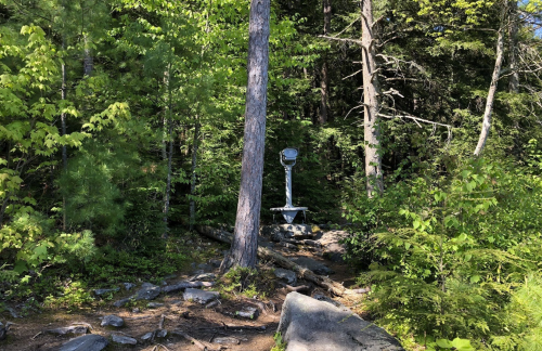 A forested path with a tall tree and a lookout tower in the background, surrounded by lush greenery and rocks.