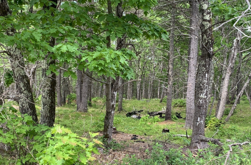 A dense forest scene with tall trees, green foliage, and a carpet of grass and underbrush on the forest floor.