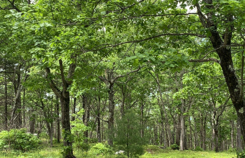 Lush green forest with tall trees and dense foliage under a bright sky.